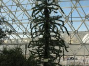 212 - Boojum Tree